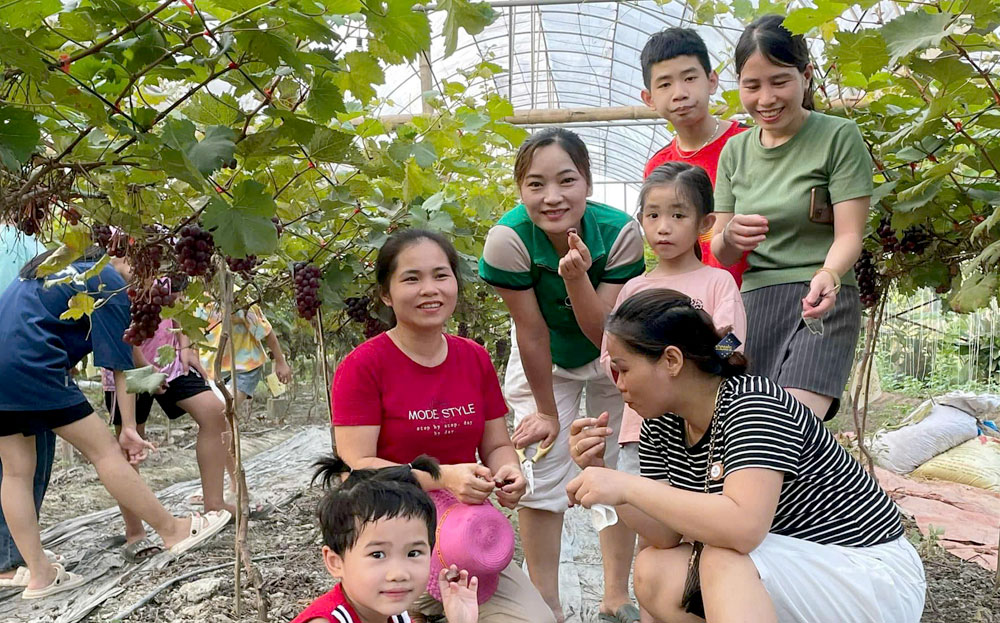 Du khách trải nghiệm tại trang trại trồng nho của Hợp tác xã Sáu không Farm, huyện Lục Yên.