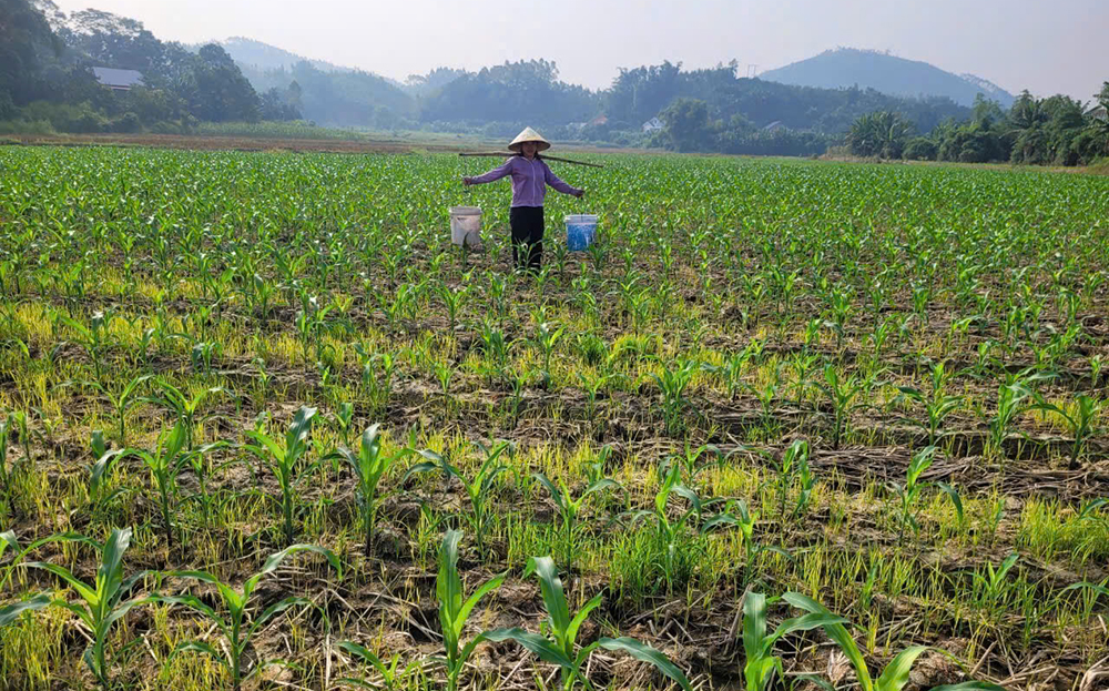 Nông dân xã Vĩnh Kiên, huyện Yên Bình chăm sóc cây ngô đông.