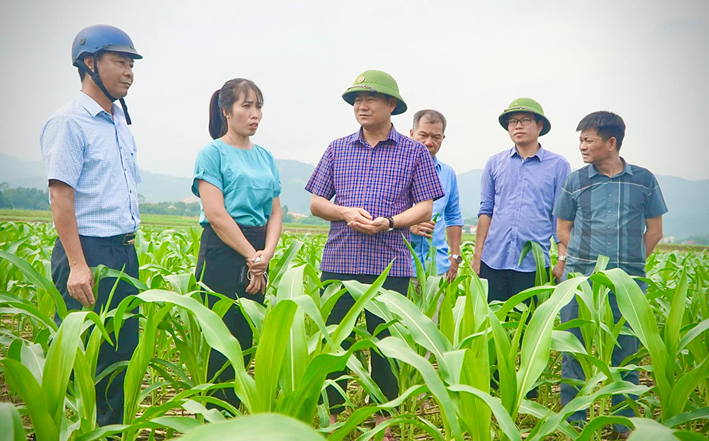 Lãnh đạo UBND huyện Văn Yên kiểm tra tiến độ trồng cây ngô đông tại xã Yên Phú.