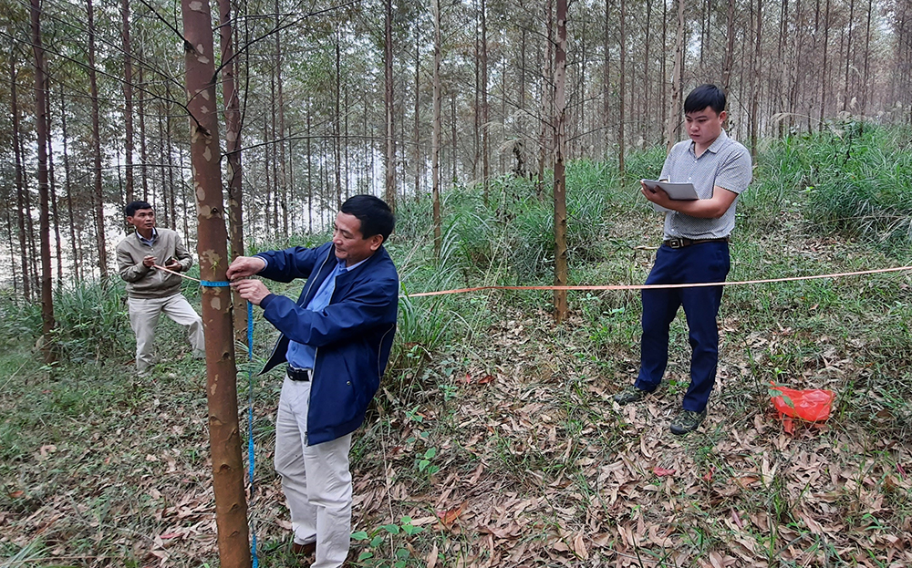 Cán bộ Công ty TNHH Một thành viên lâm nghiệp Thác Bà khảo sát năng suất rừng.