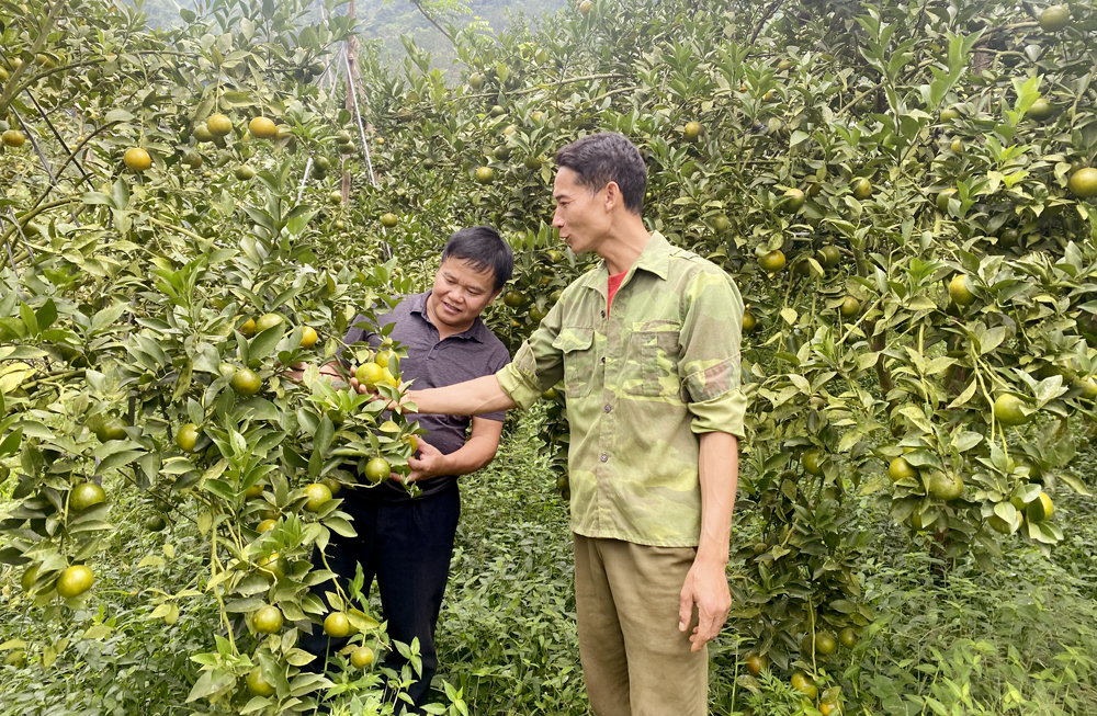 Anh Trần Thanh Tùng ở xã Chấn Thịnh, huyện Văn Chấn giới thiệu về giống quýt đường Cái Bè.