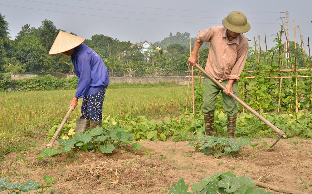 Nông dân xã Hán Đà, huyện Yên Bình chăm sóc rau màu mới trồng trên vùng đất bị ngập lũ do cơn bão số 3 gây ra.