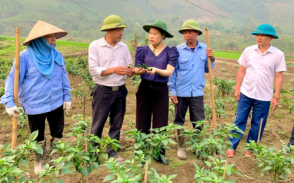 Mô hình trồng ớt xuất khẩu ở thị trấn Sơn Thịnh, huyện Văn Chấn mang lại hiệu quả kinh tế cao, góp phần cải thiện đời sống người dân.