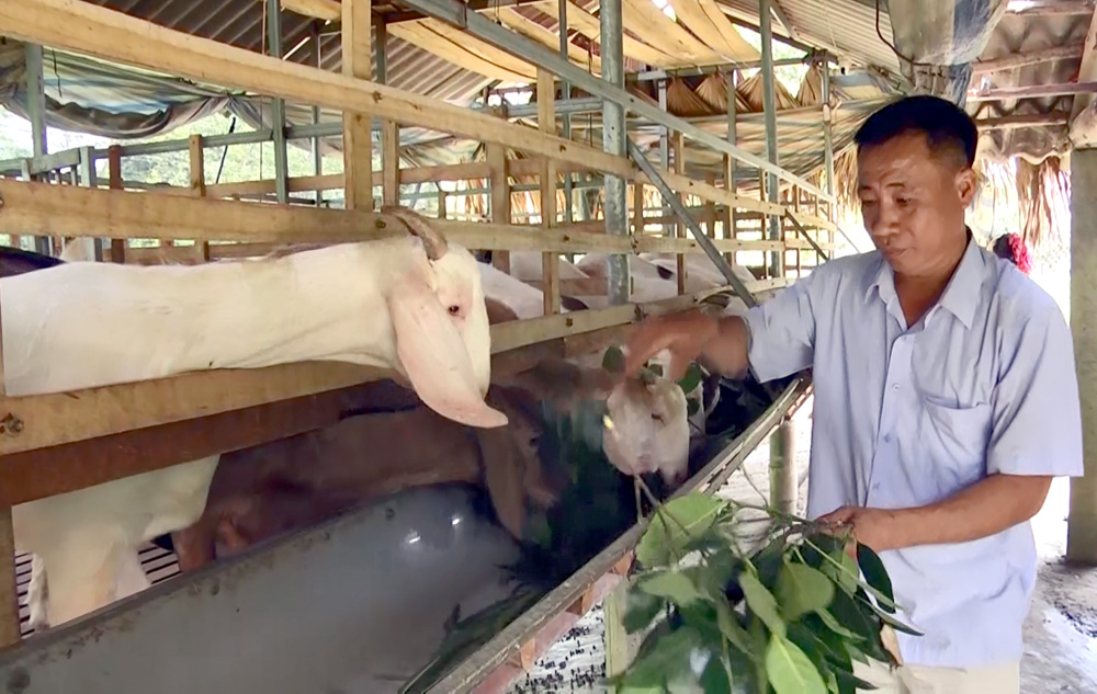 In 2024, Yen Bai is estimated to achieve a live meat production output of 80,000 tons, reaching 106.7% of the planned target; the total number of major livestock is expected to be 309,700 heads, achieving 97.1% of the planned goal. Photo: Farmers in Tan Hop Commune, Van Yen District, taking care of their family's goat herd.