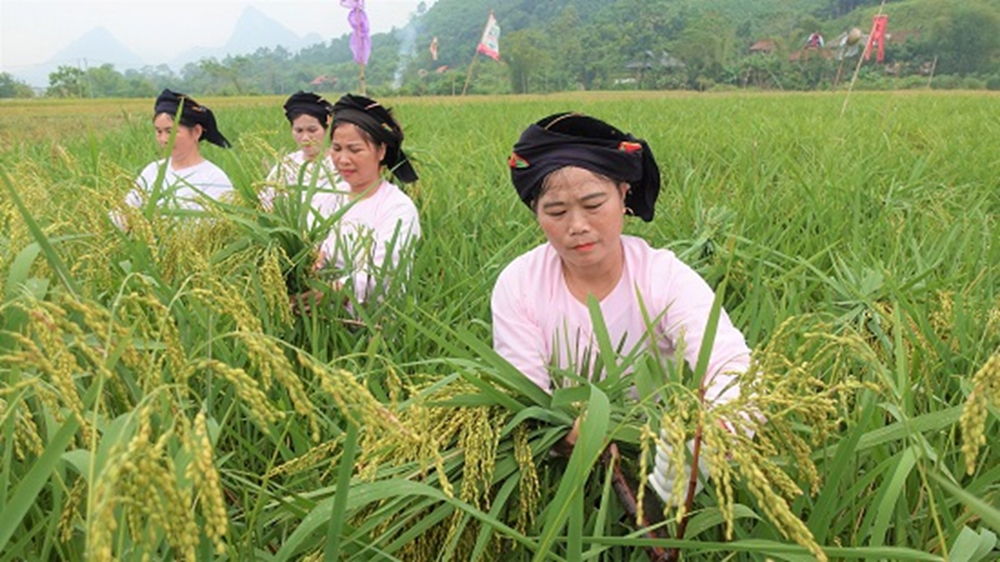 Luc Yen residents harvesting sticky rice for safe green rice production.