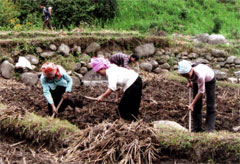 Nông dân huyện Trạm Tấu làm đất chuẩn bị cho gieo cấy lúa xuân năm 2010. (Ảnh: Mạnh Cường)

