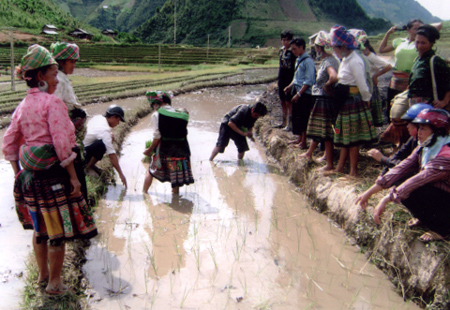 Cán bộ Phòng Nông nghiệp huyện hướng dẫn người dân áp dụng kỹ thuật bón phân viên nén.