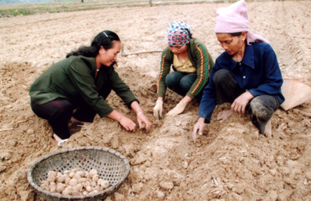 Bà Sa Thị Sự - Phó bí thư Thường trực xã Cát Thịnh (ngoài cùng bên phải) trao đổi cách trồng khoai tây với bà con nông dân.