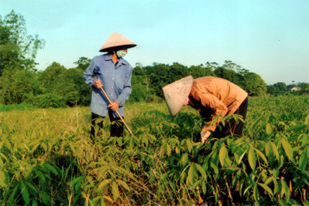 Công nhân Lâm trường Văn Yên chăm sóc vườn ươm cao su tại thị trấn Mậu A.
