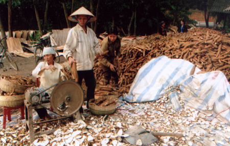 Xưởng chế biến sắn khô của chị Nguyễn Thị Lan xã Hòa Cuông làm ăn đạt hiệu quả nhờ vay vốn ngân hàng.
