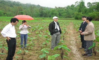 Mô hình trồng khoai môn tại xã Thượng Bằng La huyện Văn Chấn.