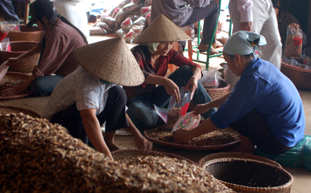 Sản xuất quế bán ra thị trường nước ngoài ở xã Báo Đáp, huyện Trấn Yên.