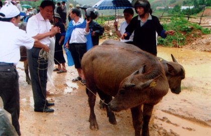 Giao trâu cho các hộ nghèo huyện Mù Cang Chải.
