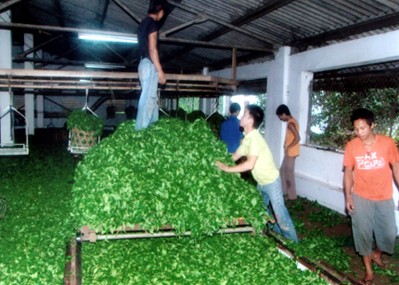 Sản xuất chế biến chè tại Công ty TNHH xuất nhập khẩu Đại Hoa (huyện Văn Chấn).
