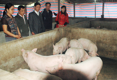 Với những kiến thức tiép thu được, chị Hải đã mạnh dạn mở rộng mô hình chăn nuôi lợn lên 100 con.