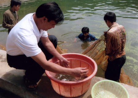 Cán bộ Trại Giống Yên Bình đang kiểm tra phát triển của cá giống.
(Ảnh: Thanh Tân)
