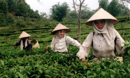 Thu hoạch chè cuối vụ.

