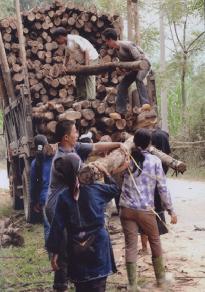 Đồng bào Dao xã Yên Thành (Yên Bình) khai thác và tiêu thụ gỗ rừng trồng.