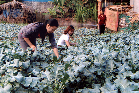 Mô hình “Dân vận khéo” của phụ nữ Nam Cường đã góp phần nâng cao đời sống vật chất, tinh thần cho chị em.

