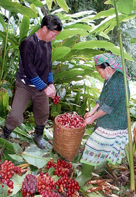 Vợ chồng ông Giàng A Dê thu hoạch thảo quả.
