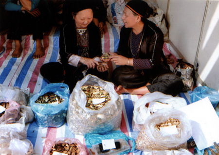 Các bà mẹ người Dao vừa bán thuốc nam ở chợ quê vừa trao đổi với nhau những vị thuốc hay, những bài thuốc quý.
