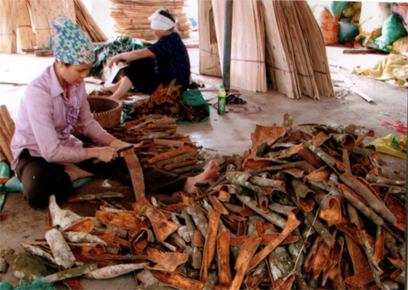 Nông dân xã Tân Hợp sơ chế sản phẩm quế vỏ.
