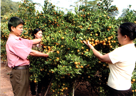 Nhiều hộ dân xã Báo Đáp chăm sóc vườn quất cảnh chuẩn bị bán trong dịp tế Nguyên đán.
