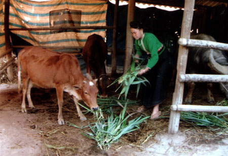 Bà con nông dân cần chuẩn bị đủ lượng thức ăn cho gia súc.