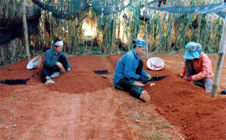 Người dân Văn Chấn đóng bầu ươm chè giống chuẩn bị cho niên vụ trồng chè 2013.
