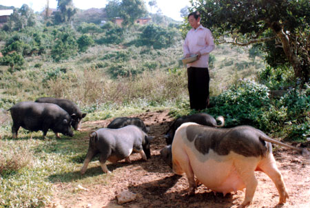 Nuôi lợn “cắp nách” mang lại hiệu quả kinh tế cao cho người dân Suối Giàng.
