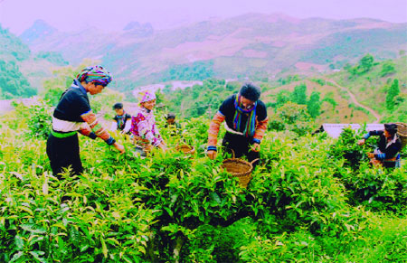 Người Mông Suối Giàng thu hái chè shan tuyết.