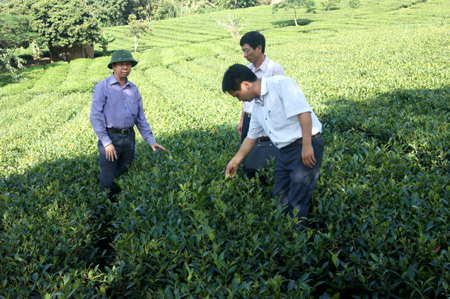 Đồng chí Nguyễn Văn Lịch (đội mũ) - Bí thư Huyện ủy Văn Chấn thăm vùng chè nguyên liệu ở thị trấn Nông trường Nghĩa Lộ.