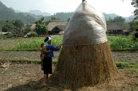 Nông dân xã Lâm Thượng làm cây rơm dự trữ thức ăn cho trâu, bò.