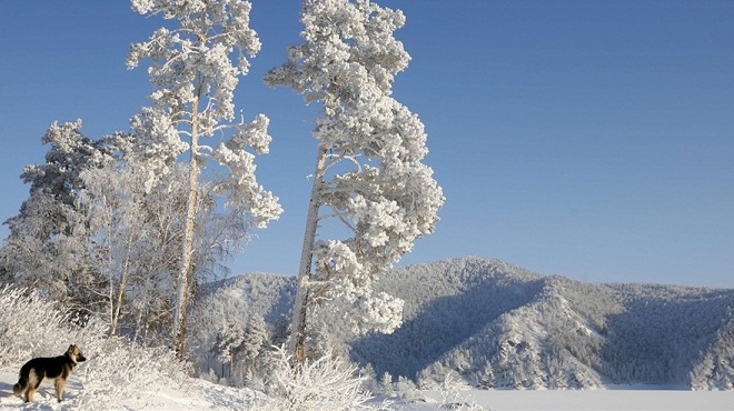 Khu rừng phủ đầy tuyết và sương muối dày đặc ở bờ sông Yenisei tại thành phố Krasnoyarsk ở Siberia. Nhiệt độ ban ngày tại đây đo được trong ngày 24-12 là -26 độ C