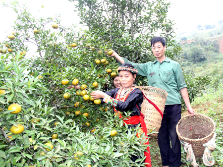 Vợ chồng anh Bàn Tiến Chu bên vườn quýt.
