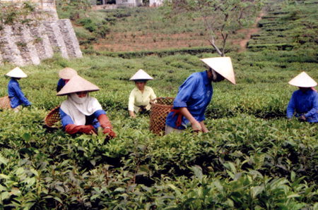 Công nhân Công ty cổ phần Chè Liên Sơn thu hái chè cuối vụ.
