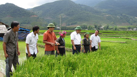 Lãnh đạo huyện Mù Cang Chải kiểm tra tình hình sản xuất ở cơ sở.
