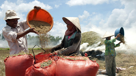 Nông dân huyện Thủ Thừa, Long An trong mùa thu hoạch lúa.