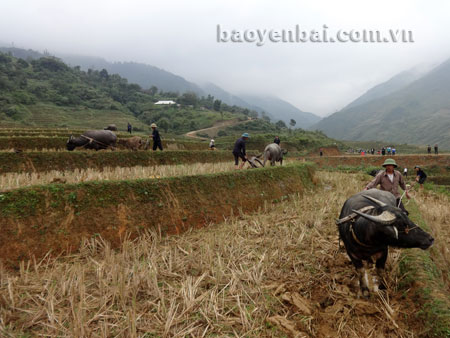 Người dân Mù Cang Chải làm đất chuẩn bị sản xuất vụ chiêm.
