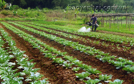 Sản xuất rau màu tại Tuy Lộc đã theo hướng chuyên canh, hình thành vùng sản xuất hàng hóa.