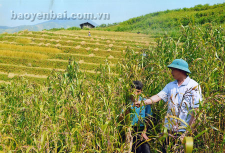 Bản Mù nay không còn tình trạng độc canh cây lúa.
