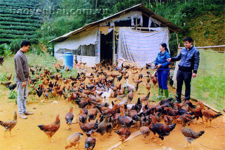 Đàn gà của gia đình anh Chiến luôn duy trì hơn nghìn con.