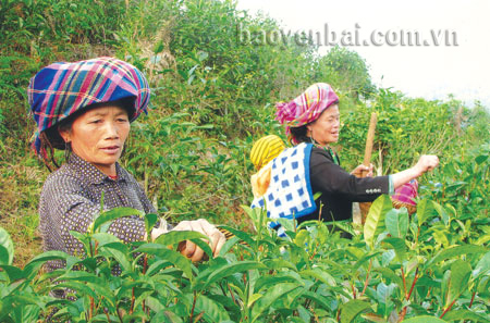 Đồng bào Mông Tà Sùa, xã Bản Công thu hoạch chè Shan.