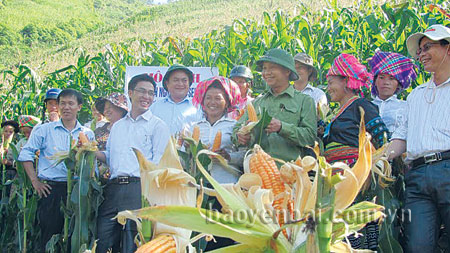 Đồng chí Vũ Quỳnh Khánh - Bí thư Huyện ủy Trạm Tấu kiểm tra vùng ngô đồi tại xã Bản Công.
