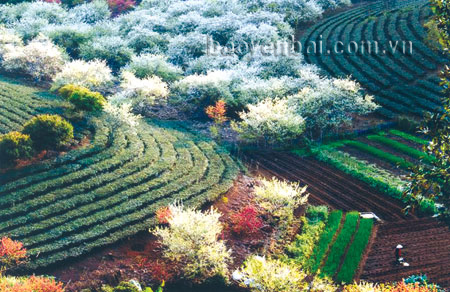 Tác phẩm “Vườn xuân” của tác giả Hoàng Đô được nhận Huy chương bạc trong Liên hoan Ảnh nghệ thuật khu vực miền núi phía Bắc và giải B Liên hiệp Các hội Văn học nghệ thuật toàn quốc 2012.
