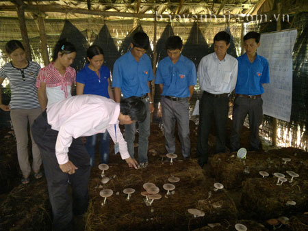Dạy nghề trồng nấm tại xã Đại Phác.
