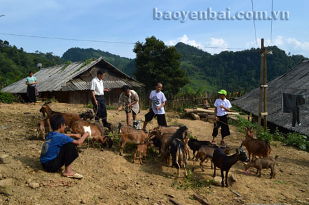 Mô hình nuôi dê giúp nhiều hộ dân ở Suối Giàng (Văn Chấn) thoát nghèo.
