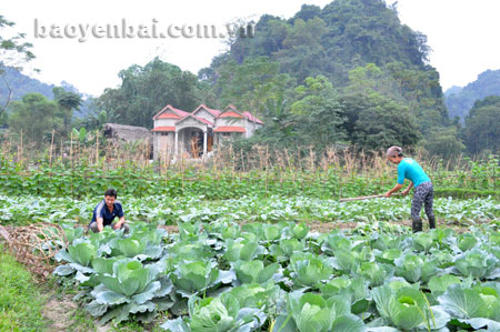 Sản xuất rau màu vụ đông cung ứng cho thị trường mang lại thu nhập cao cho người dân xã Minh Xuân.
