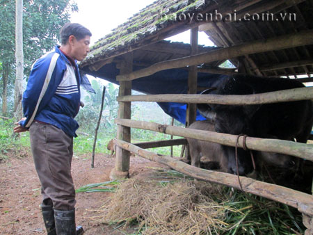 Nông dân huyện Yên Bình chuẩn bị thức ăn cho gia súc.