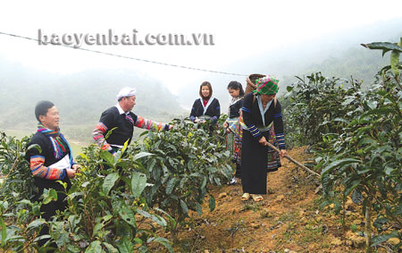 Lãnh đạo xã Suối Giàng động viên nhân dân chăm sóc chè Shan chuẩn bị cho vụ chè xuân. (Ảnh: Quang Sơn)